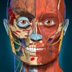 Anatomy Learning(解剖學(xué)) v3.1.467 高級版